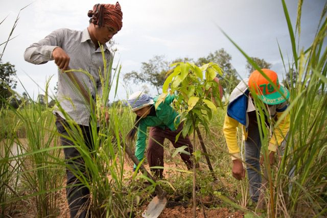 Students work on a rice paddy as part of the Green Shoots Foundation's Food & Agriculture and Social Entrepreneurship initiative.