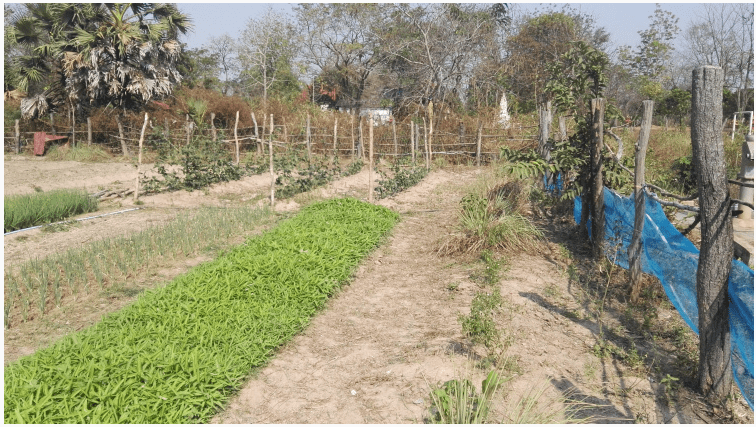 Vegetable Gardens in Cambodia Change Lives